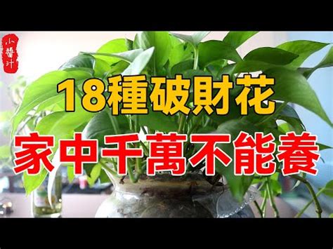 尖葉植物風水|前陽台招財植物大全！15 種適合陽台的植物助你財源。